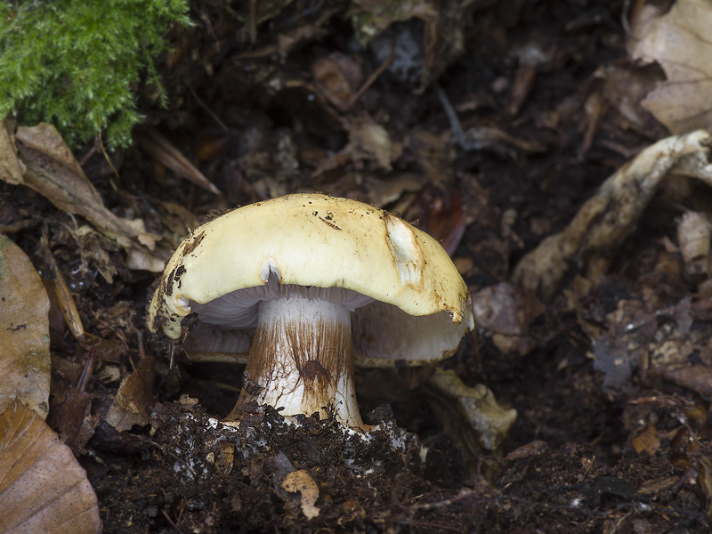 Cortinarius platypus